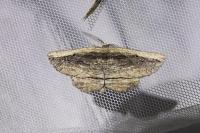 Menophra nycthemeraria