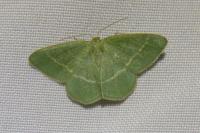 Chlorissa viridata