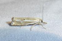 Crambus lathoniellus