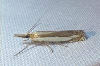 Crambus pascuella