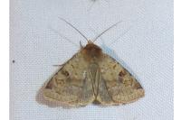 Diarsia mendica