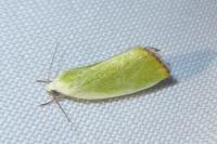 Earias clorana