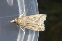 Eudonia pallida