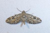 Eupithecia nanata