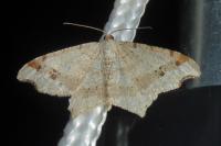 Macaria alternata
