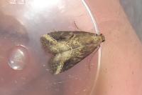 Schrankia costaestrigalis
