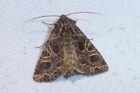 Sideridis rivularis