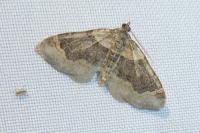 Xanthorhoe ferrugata