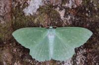 Geometra papilionaria