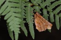 Selenia dentaria