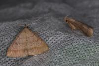 Zanclognatha lunalis