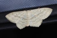 Scopula nigropunctata