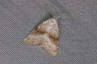 Meganola albula