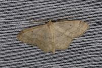 Idaea biselata