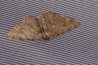 Aethalura punctulata