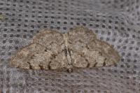 Aethalura punctulata