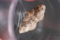 Xanthorhoe spadicearia/ferrugata