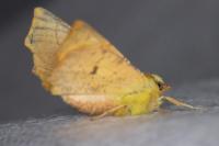 Ennomos alniaria
