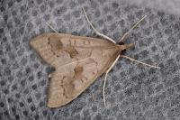 Mecyna asinalis