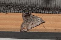 Aplocera plagiata