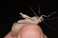 Aplocera plagiata