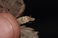Aplocera plagiata