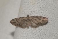 Eupithecia exiguata