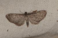 Eupithecia plumbeolata