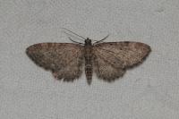 Eupithecia vulgata