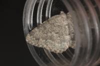 Gnophos obfuscata