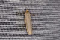 Eilema caniola