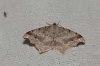 Macaria alternata