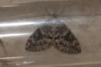 Thera variata