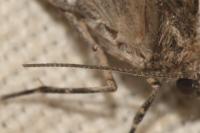 Thera variata