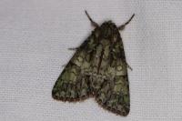 Polyphaenis sericata