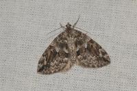 Thera britannica/variata