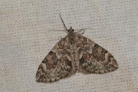 Thera britannica/variata