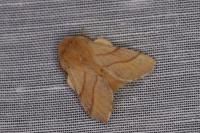 Malacosoma neustria
