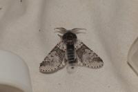 Furcula furcula