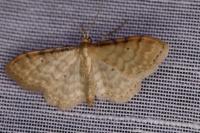 Idaea fuscovenosa
