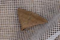 Zanclognatha lunalis
