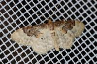 Idaea rusticata