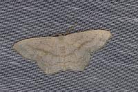 Scopula nigropunctata
