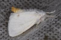 Sphrageidus similis