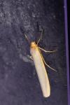 Eilema caniola