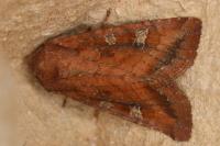 Lacanobia splendens