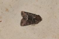Oligia strigilis/versicolor