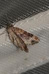 Xanthorhoe spadicearia/ferrugata