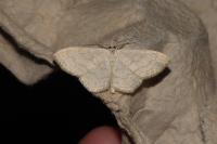 Scopula floslactata