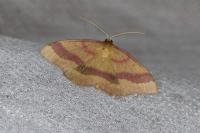Rhodostrophia calabra